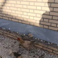 مرغ باجوجه
