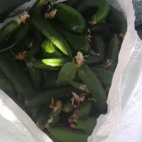 فروش خیار و لوبیا ب صورت عمده