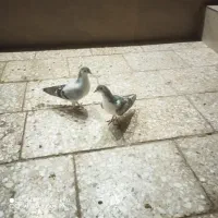 ک بو تر|پرنده|رضویه, |دیوار