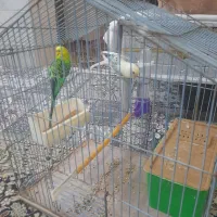 مرغ عشق