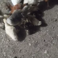 جوجه غاز وجوجه اردک اسرائیلی