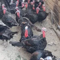 فروش فوری بوقلمون روستای کوسته