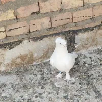 ترکیه سفید دو کاکول گرفتنی صدای بال شدید