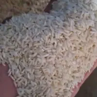 برنج دورود  در شهر مهاجران|عمده‌فروشی|مهاجران, |دیوار