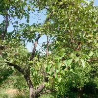 400 متر زمین باغی|فروش زمین و ملک کلنگی|نطنز, |دیوار