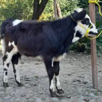 دوراس گوساله سیمینتال ماده لیشه گاو|حیوانات مزرعه|رشت, پل تالشان|دیوار