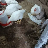 مرغ ارگانیک گوشتی|حیوانات مزرعه|رامیان, |دیوار