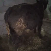 گوساله سمینتال نر|حیوانات مزرعه|عجب شیر, |دیوار