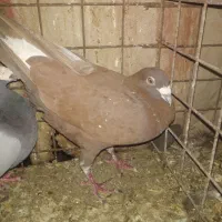نر درجه یک