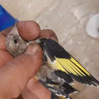 پرنده سهره