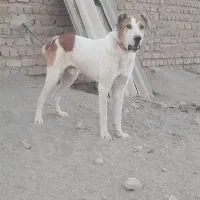 سگ نرسرابی|سگ|قم, کلهری|دیوار