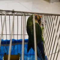 کوتوله برزیلی نژاد دار