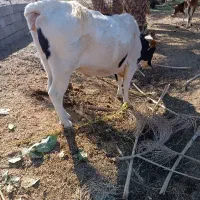 گاو|حیوانات مزرعه|رودخانه, |دیوار