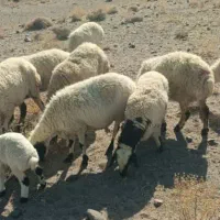 معاوضه میش با گاو|حیوانات مزرعه|یزد, |دیوار