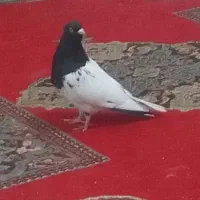 کبوتره کله سیاه نر