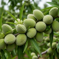 این نهال قرار نبود فروخته شود