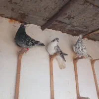 کبوتر از هوا گرفتم