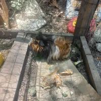 خرگوش لوپ ارزان