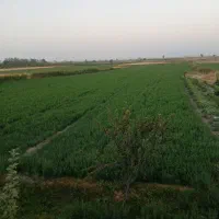 دامداری-بره-پرواری-500-راسی