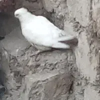 کبوتر دنبی|پرنده|لالی, |دیوار