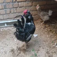 خروس گلین درجه یک بدون نقص