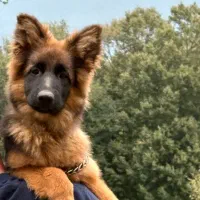 ژرمن ماده موبلند|سگ|رشت, بلوار گیلان|دیوار