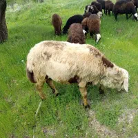 قوچ افشار پلنگی ۲شیره