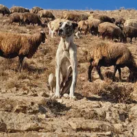 ماده خراسانی|سگ|قوچان, |دیوار