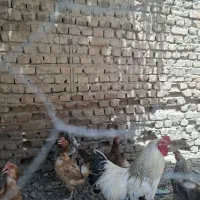 مرغ و خروس