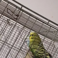 مرغ عشق بالغ با دوتا جوجه