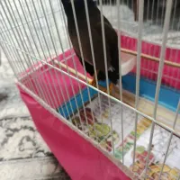 فروش مرغ مینا|پرنده|مبارکه, |دیوار