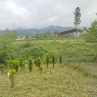 زمین