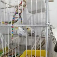 قفس بزرگ به همراه عروس هلندی جفت|پرنده|مشهد, جاهد شهر|دیوار