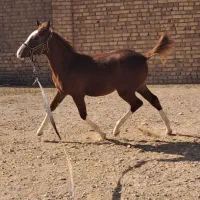 اسب|اسب و تجهیزات اسبسواری|اسفرورین, |دیوار