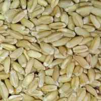 گندم بذری بوجاری شده
