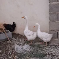 دو عدد غاز|حیوانات مزرعه|قرچک, زیبا شهر|دیوار