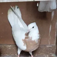 کفتر طوقی گم