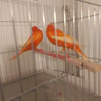 یک جفت قناری رد فاکتور سرخ اورجینال