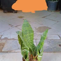 سانسوریا پاکوتا