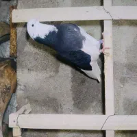 کبوتر شازده سیاه همه چیز تمام