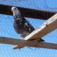 کبوتر نر|پرنده|مبارکه, |دیوار