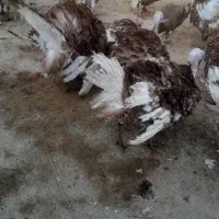 بوقلمون نر و ماده مخصوص شب یلدا