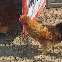 مرغ گلین خوشکل وگلپایگان|حیوانات مزرعه|تنکمان, |دیوار