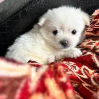 پامر اشپیتز