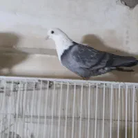 نواری|پرنده|مشهد, رضاییه|دیوار