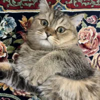 گربه بریتیش نر