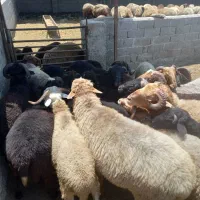 فروش مال داشتی وبره مار