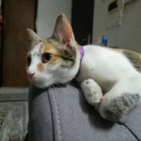 گربه ماده بسیار آرام و بازیگوش،نژاد کالیکو