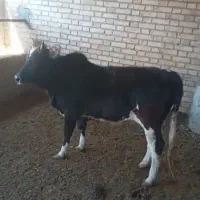 گوشت گوساله نر جمعه کشتار میشه