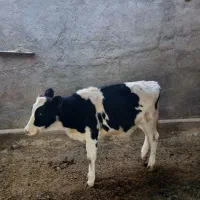 گوساله ماده